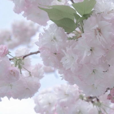 兽设校园场景创作福瑞交流群